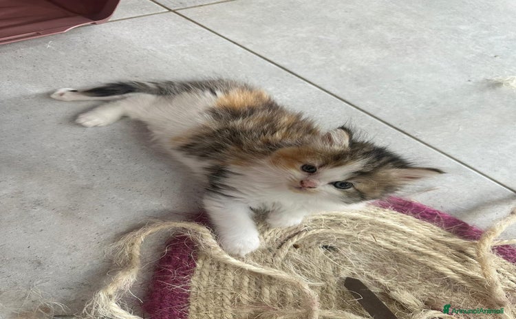 Persiano gatti a Provincia di Reggio Emilia - Annuncio 6