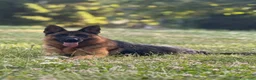 Pastore Tedesco cani in vendita: Cuccioli Pastore tedesco  a Provincia di Como - Annuncio 3