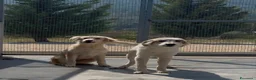 Meticcio cani in regalo: ROCKY E KAI - Annuncio 4