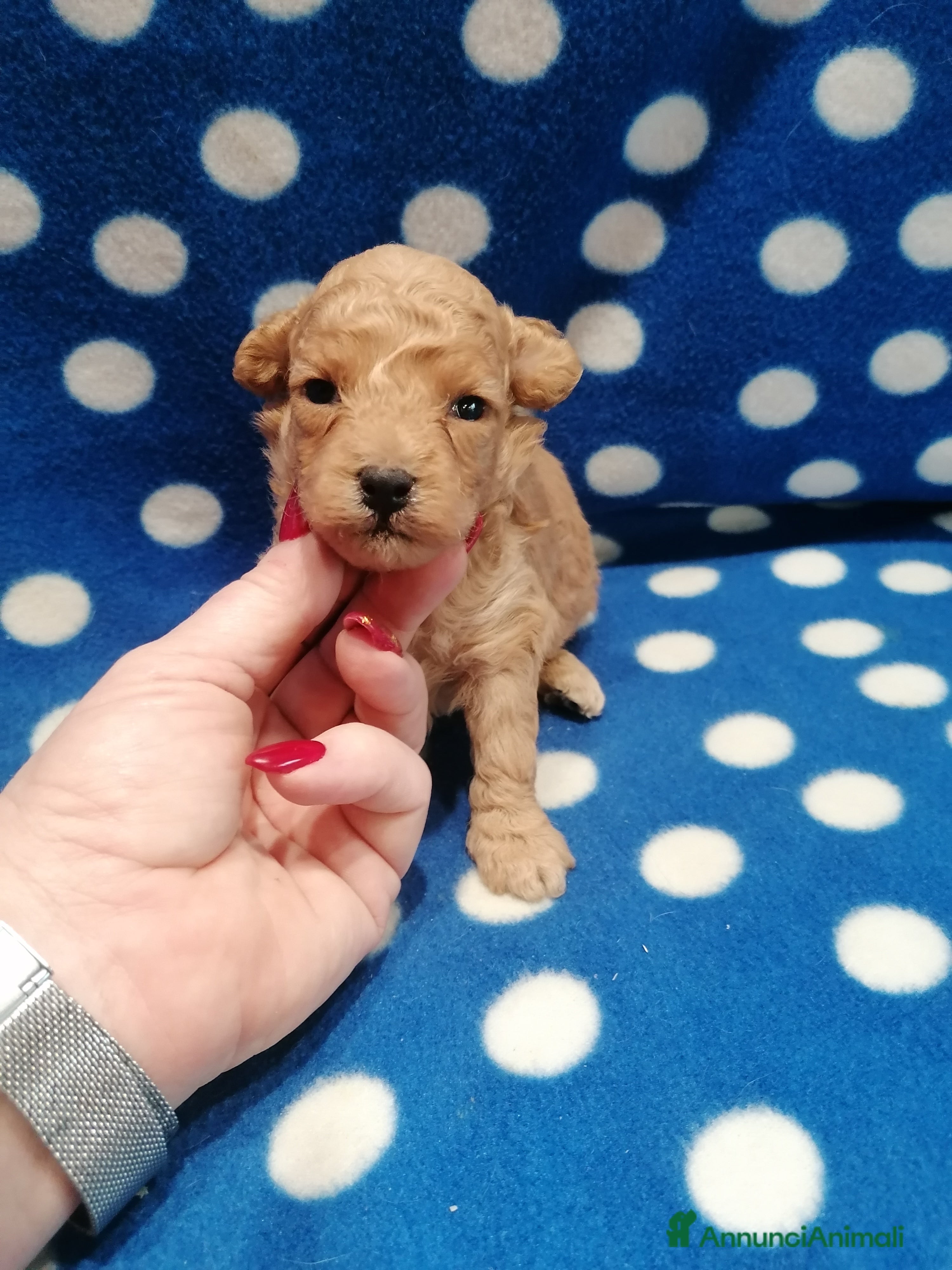 Barboncino cani Barboncino nano cuccioli - Annuncio 6