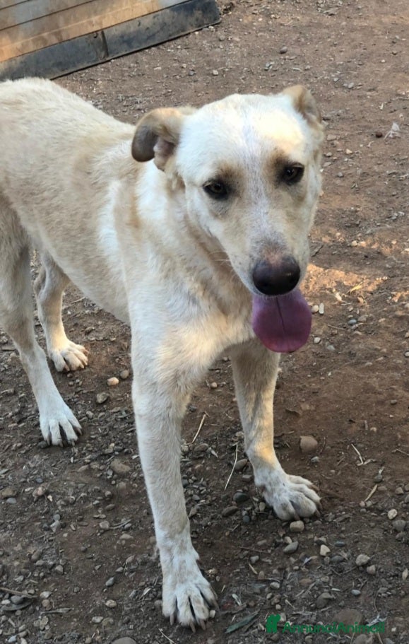 Meticcio cani Zaira mix Pastore Ted.splendida,in canile.CALABRIA - Annuncio 22