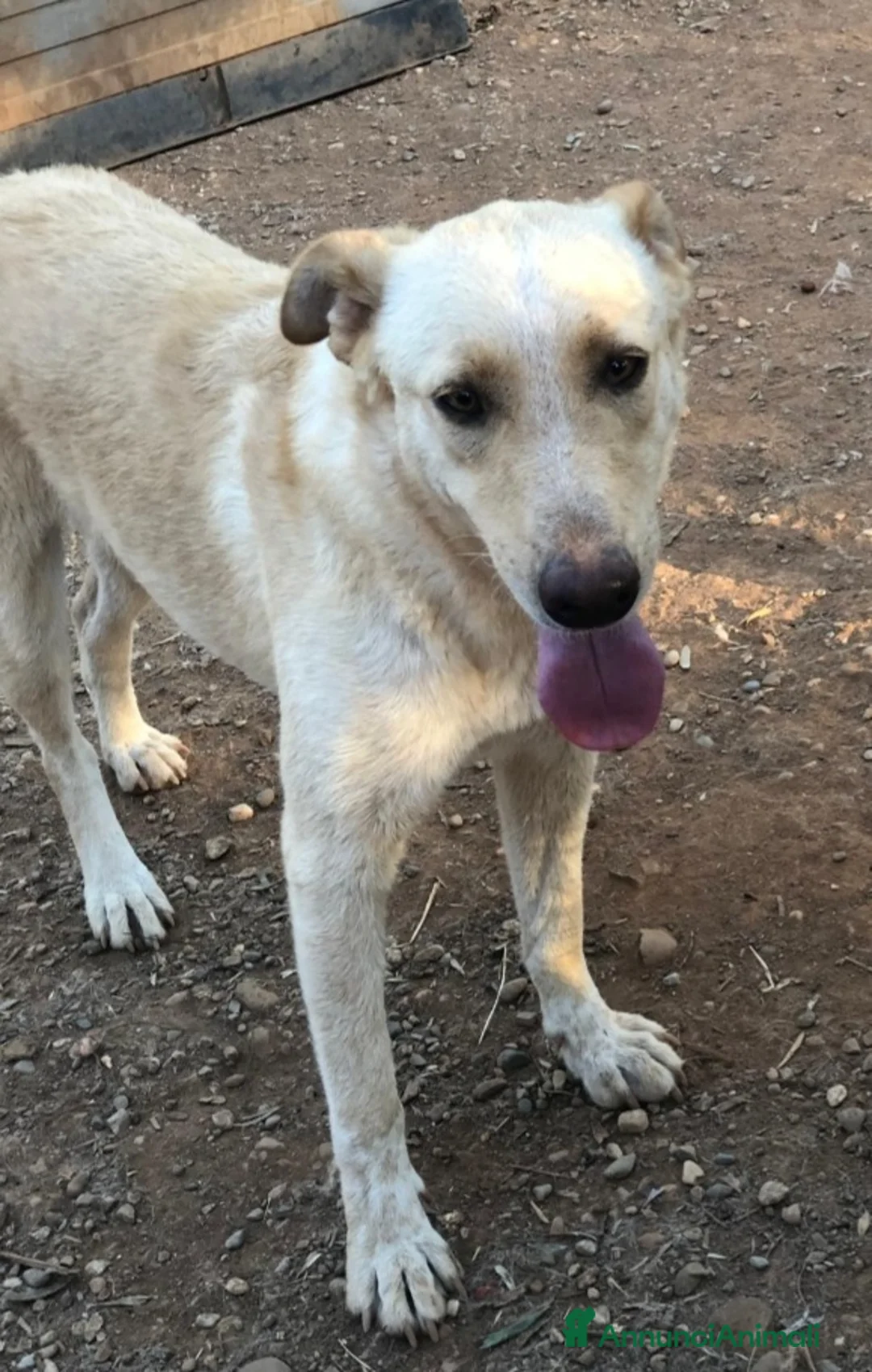 Meticcio cani in regalo: Zaira mix Pastore Ted.splendida,in canile.CALABRIA a Città metropolitana di Milano - Annuncio 1