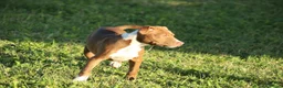 Pitbull cani in vendita: Cuccioli Pit Bull con pedigree anche a rate - Annuncio 3