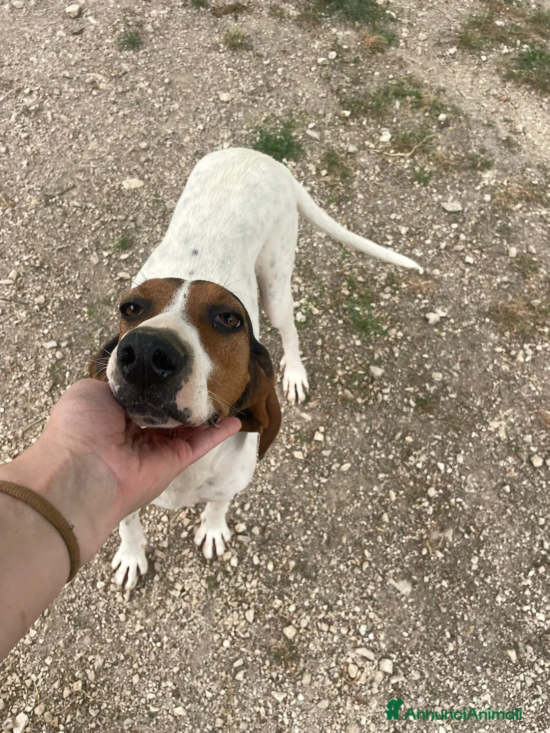Meticcio cani in regalo: SIRYA a Città Metropolitana di Bologna - Annuncio 2