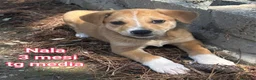 Meticcio cani in regalo: CUCCIOLI ESCLUSI E SOLI  a Città Metropolitana di Genova - Annuncio 9