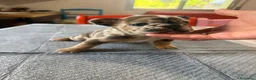 Bulldog Francese cani in vendita: bulldog francese  - Annuncio 9