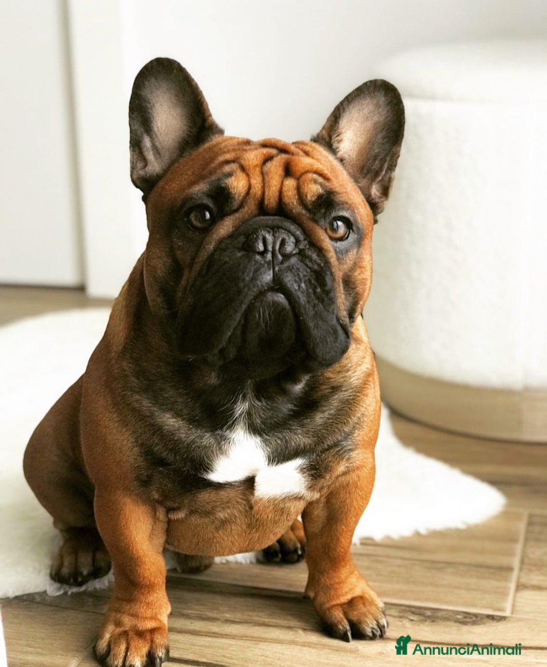 Bulldog Francese cani in vendita: Cuccioli di Bouldogue francese - Annuncio 7