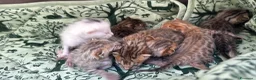 Meticcio gatti in vendita: Gattini Millefiori mix Bengal  - Annuncio 13