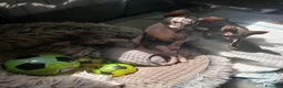 Sphynx gatti in vendita: sphynx - Annuncio 10