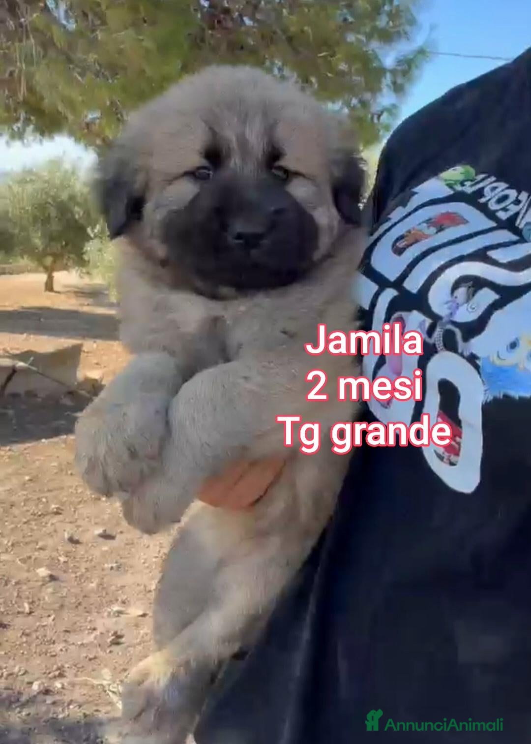 Meticcio cani in regalo: TANTI CUCCIOLI SOLI  - Annuncio 11