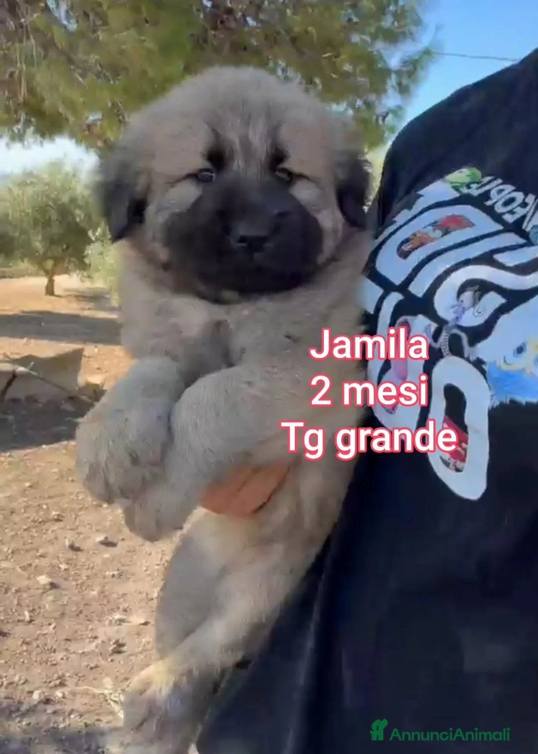Meticcio cani in regalo: TANTI CUCCIOLI SOLI  a Provincia di Vicenza - Annuncio 1
