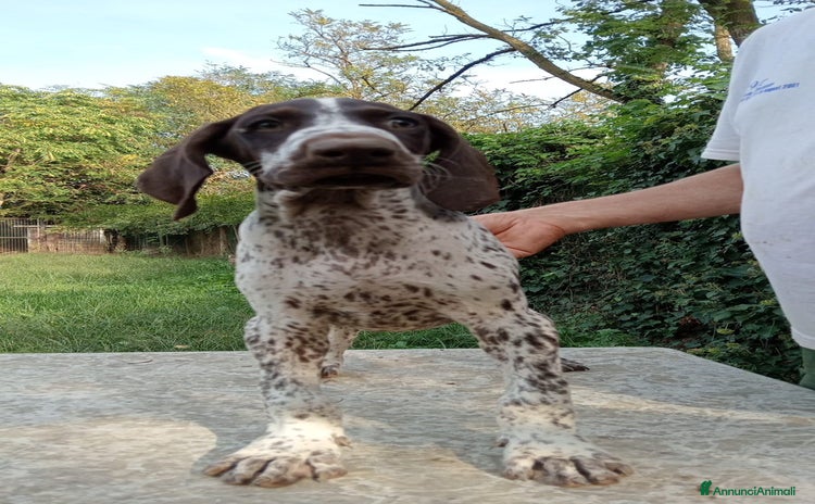 Kurzhaar cani - Annuncio 1