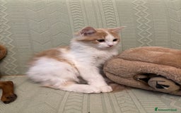 Siberiano gatti in vendita: Tre cucciole di gatto siberiano ipoallergenico - Immagine 12