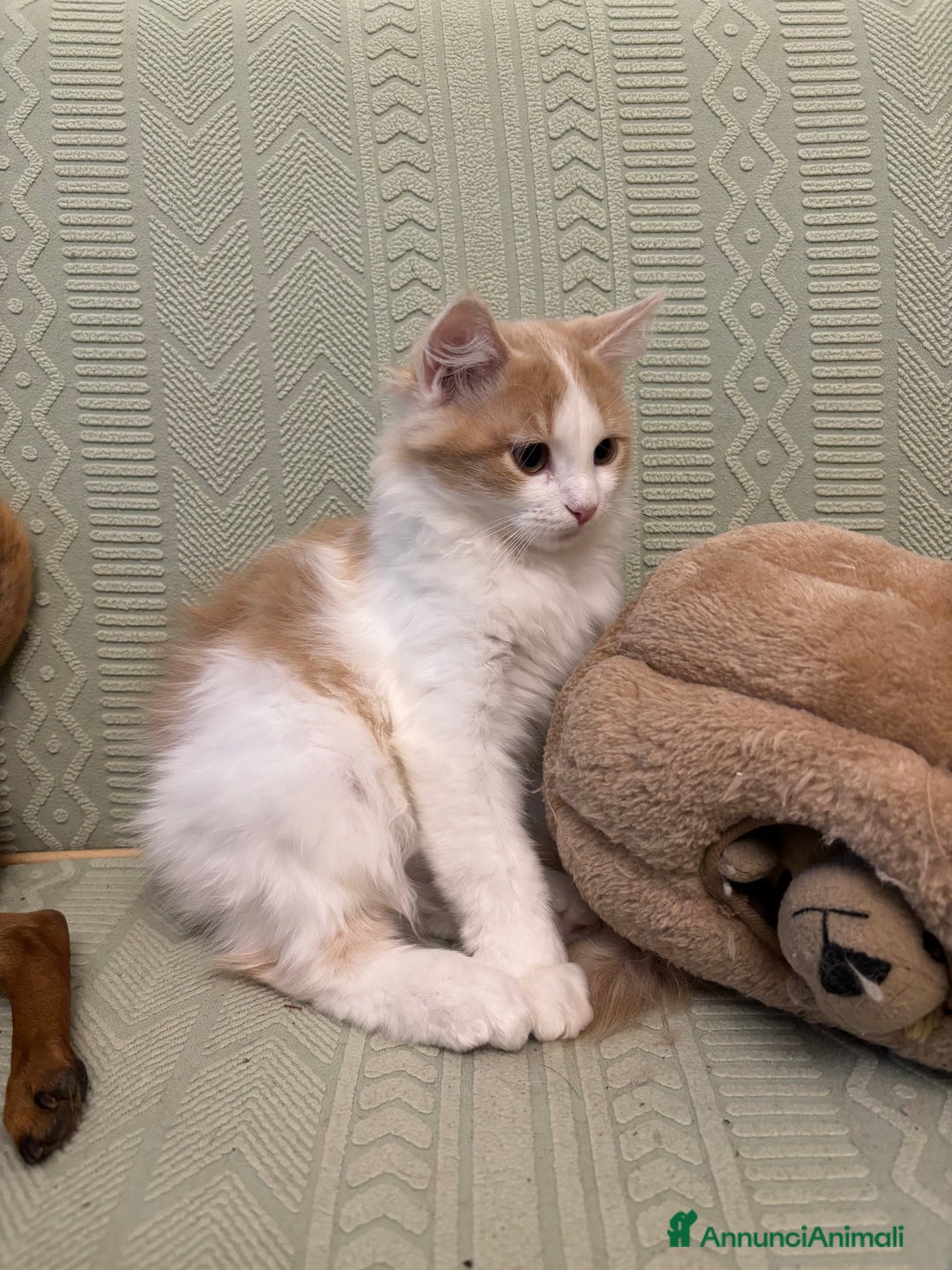 Siberiano gatti in vendita: Tre cucciole di gatto siberiano ipoallergenico - Immagine 12