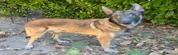 Lupo Cecoslovacco cani in regalo: ROSS, adozione del cuore - Annuncio 2