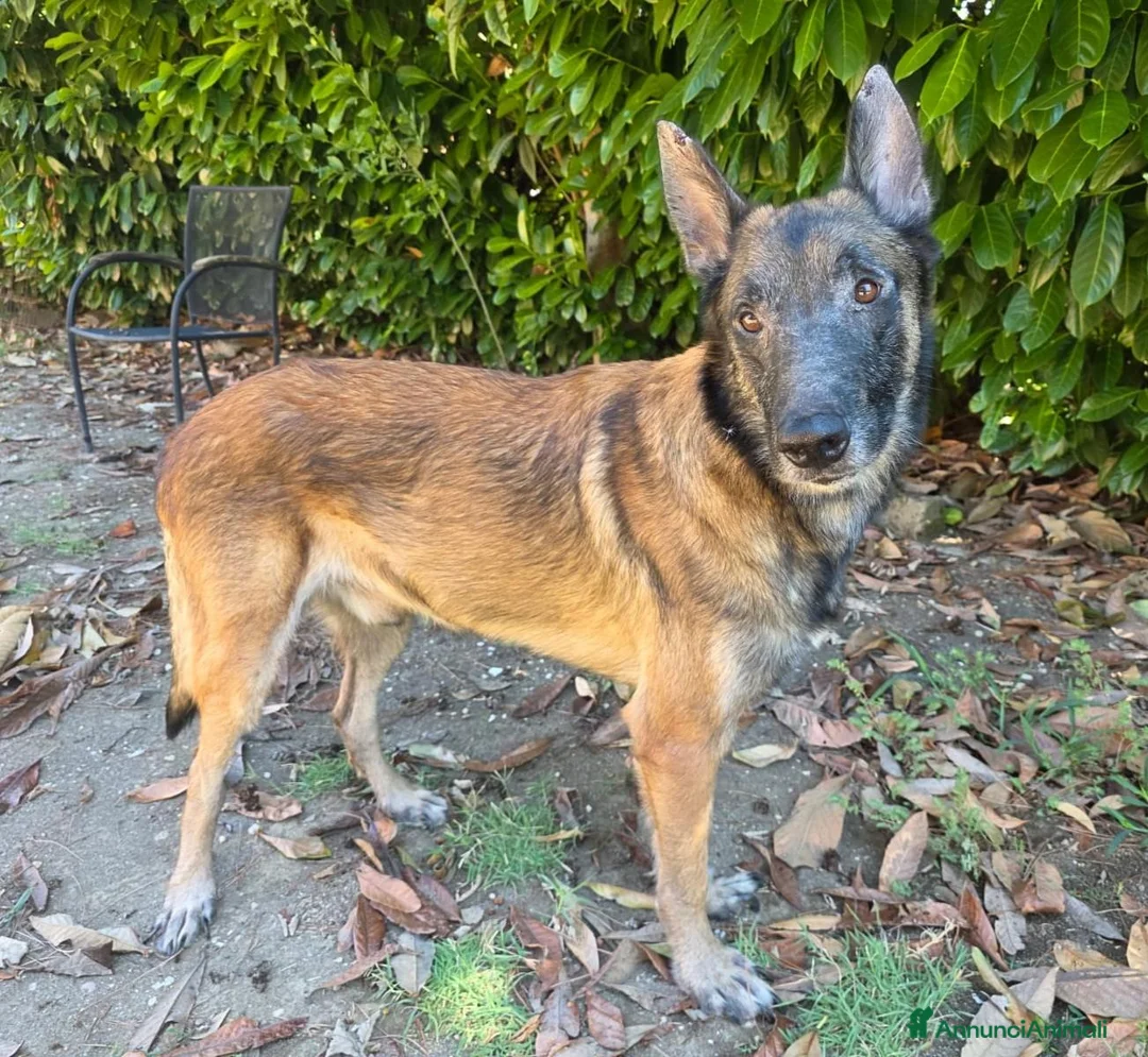 Lupo Cecoslovacco cani in regalo: ROSS, adozione del cuore - Annuncio 2