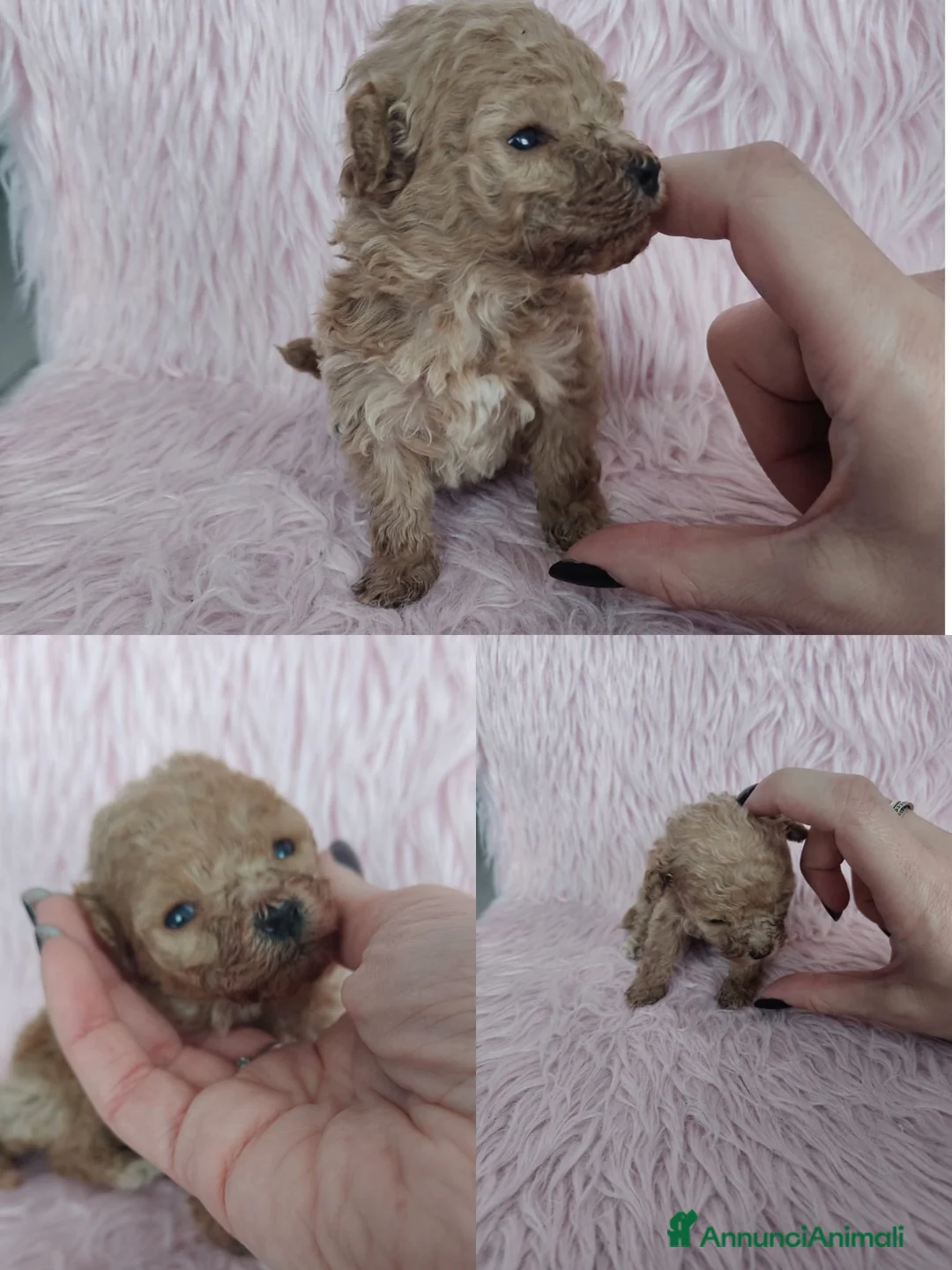 Barboncino Toy cani in vendita: Barboncini toy  a Città Metropolitana di Torino - Annuncio 6