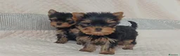 Yorkshire cani in vendita: Yorkshire terrier toy  a Provincia di Pescara - Annuncio 5