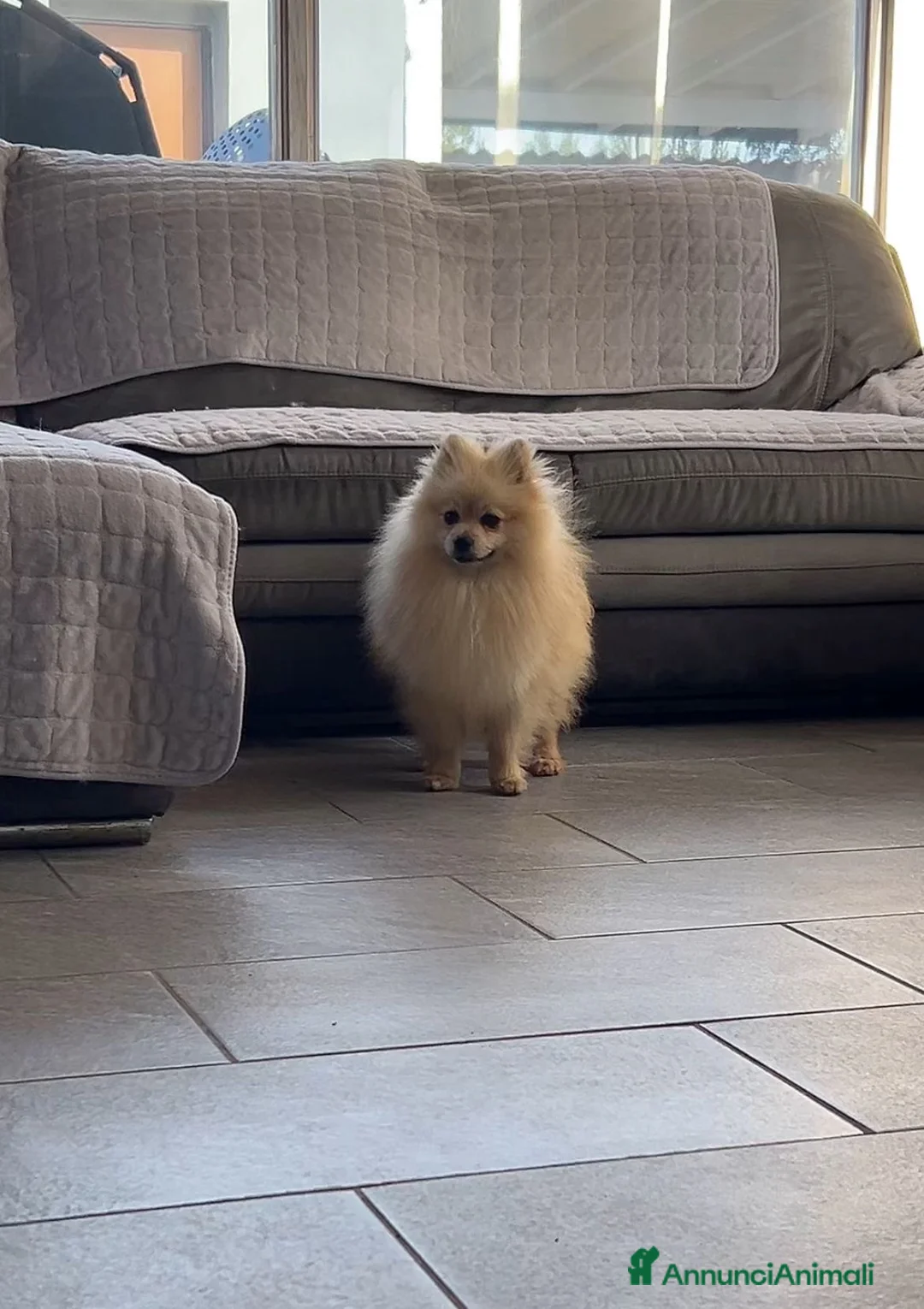 Spitz cani in vendita: Spitz tedesco nano  - Annuncio 2