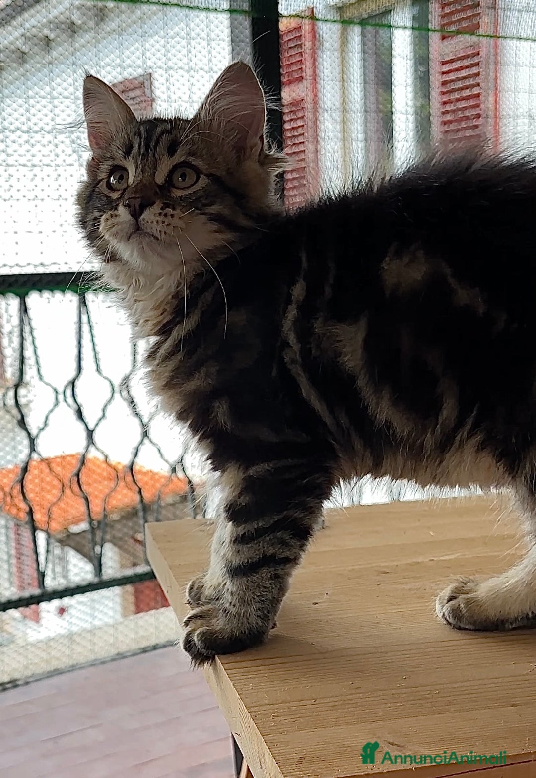 Siberiano gatti in vendita: Cuccioli di gatto siberiano con pedigree a Provincia di Alessandria - Immagine 5
