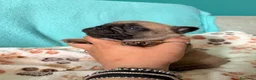 Bulldog Francese cani in vendita: Bulldog francesi pedegree enci  - Annuncio 2