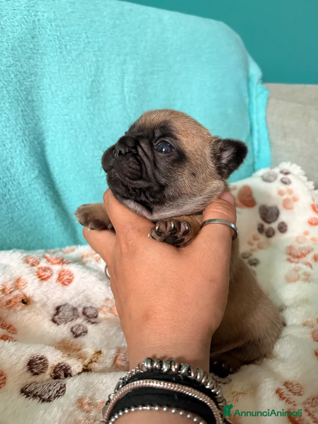 Bulldog Francese cani in vendita: Bulldog francesi pedegree enci  - Annuncio 2