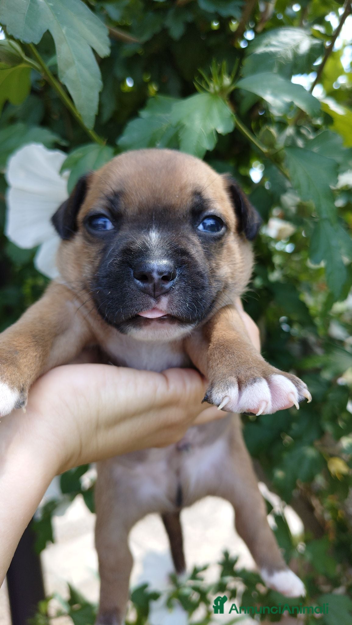 Staffordshire cani Staffordshire bull terrier  - Annuncio 1