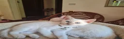Thai gatti in vendita: Cucciole femmine a Città metropolitana di Milano - Annuncio 2