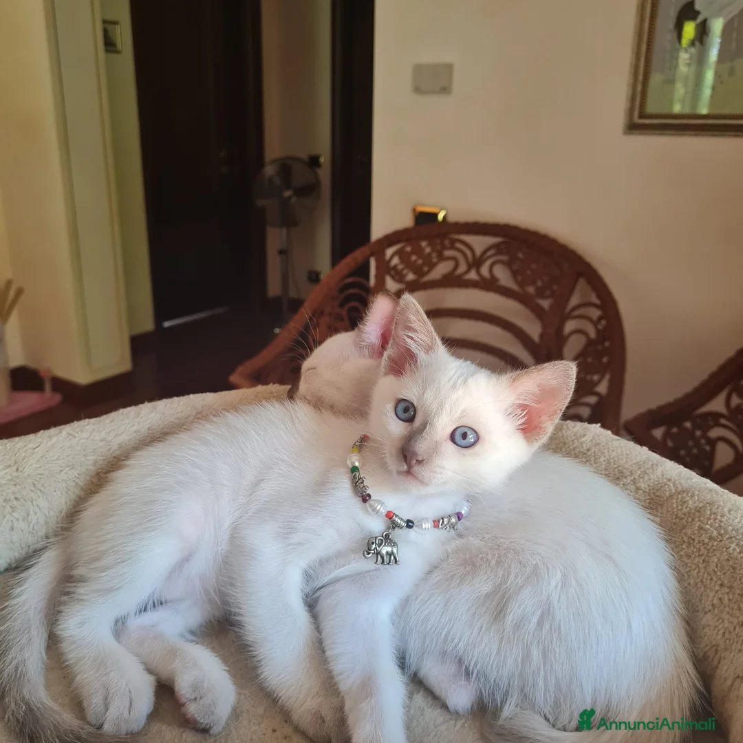 Thai gatti in vendita: Cucciole femmine a Città metropolitana di Milano - Annuncio 2