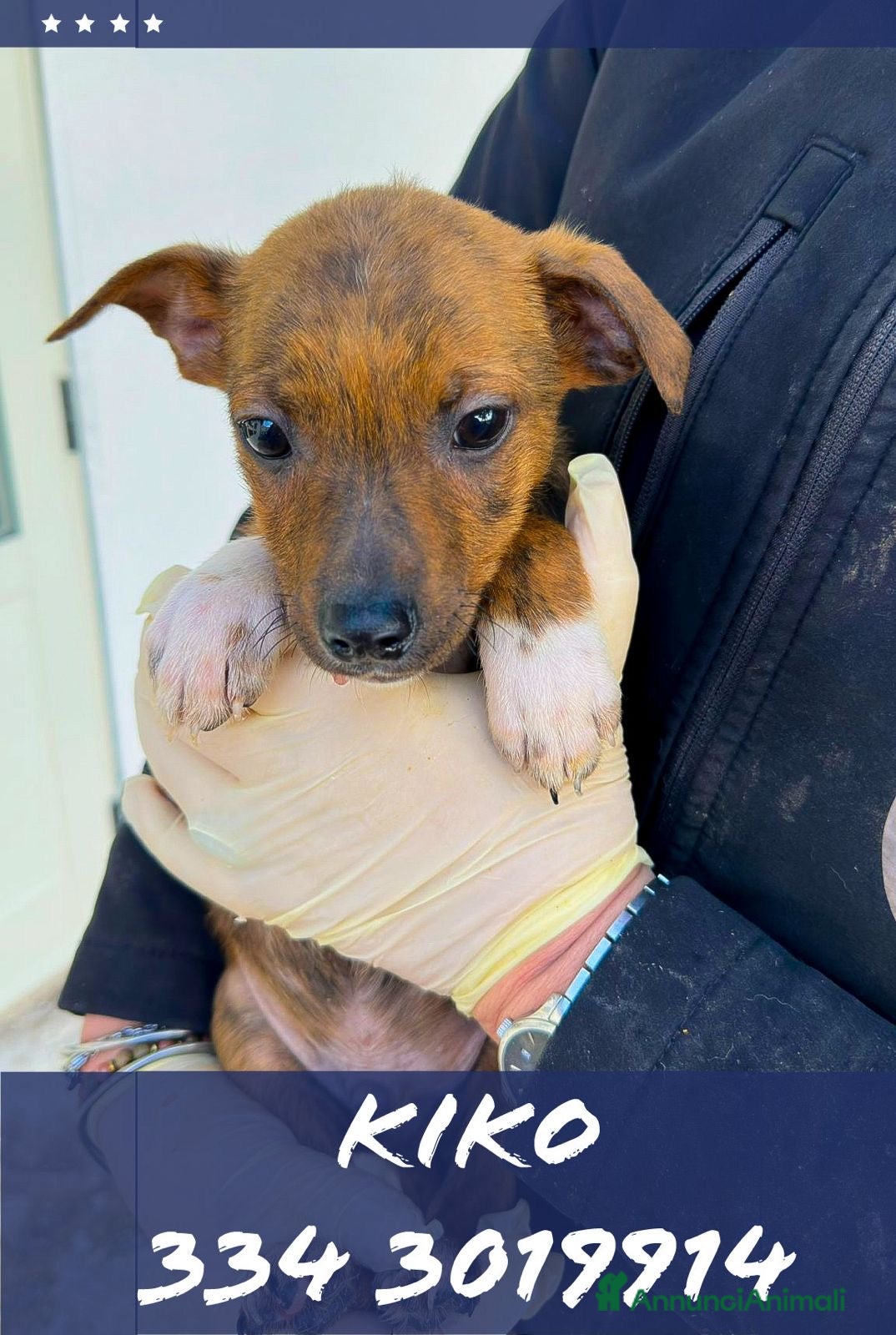 Meticcio cani KIKO 💙 - cucciolo che cerca una famiglia 🙏🏻🥺 - Annuncio 1