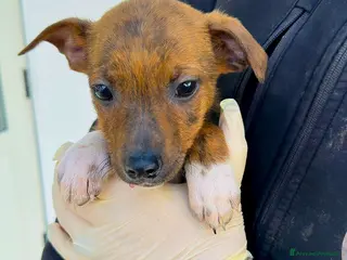 Meticcio cani KIKO 💙 - cucciolo che cerca una famiglia 🙏🏻🥺 - Annuncio 5