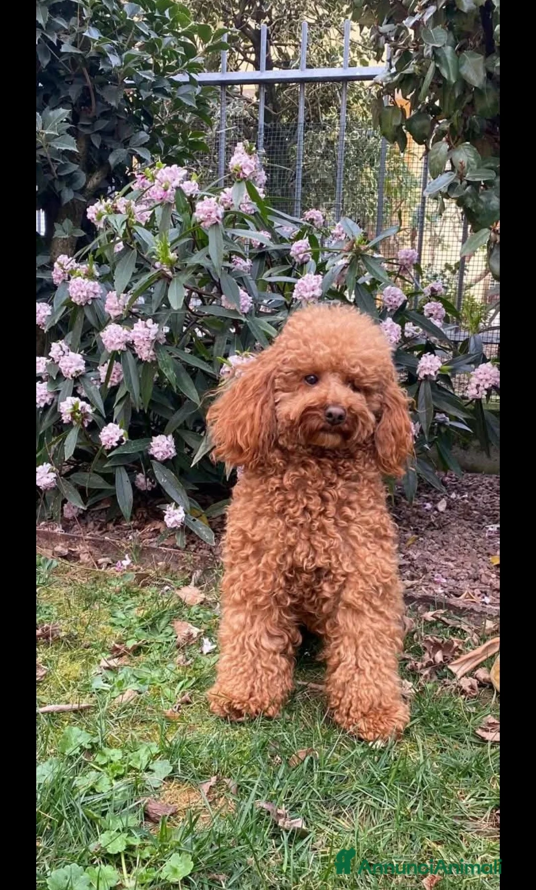 Barbone cani per accoppiamento: Barboncino pedigree accoppiamento monta - Annuncio 2