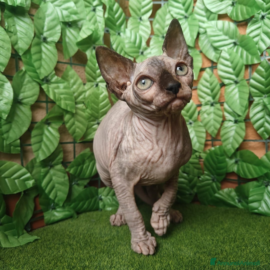 Sphynx gatti in vendita: Cucciola di canadian sphynx - Annuncio 3