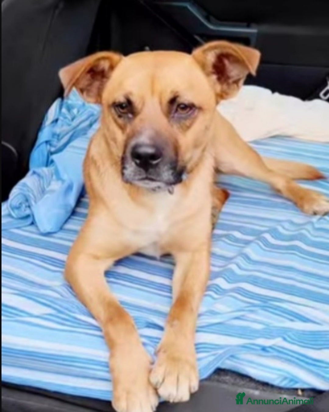 Meticcio cani in regalo: 1anno ADOZIONE DURATA 10GIORNI.TORNATO AL SUD a Città metropolitana di Milano - Annuncio 4