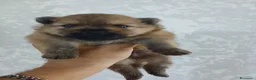 Spitz cani in vendita: Spitz volpino pomerania - Annuncio 4