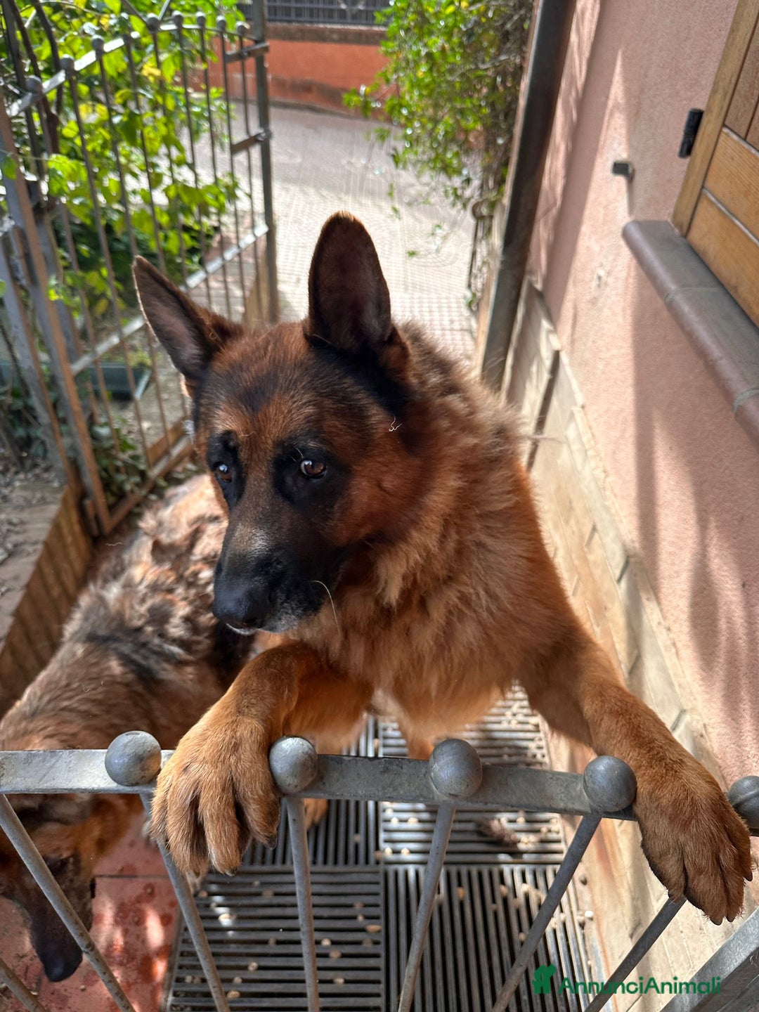 Pastore Tedesco cani in regalo: Boss cerca casa - Annuncio 6