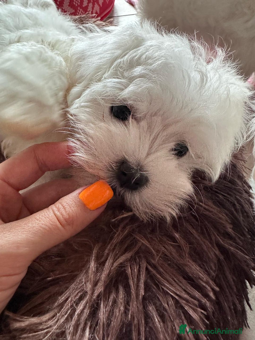 Maltese cani in vendita: Cuccioli di maltese - Annuncio 6