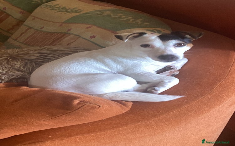 Jack Russell cani a Provincia di Biella - Annuncio 18