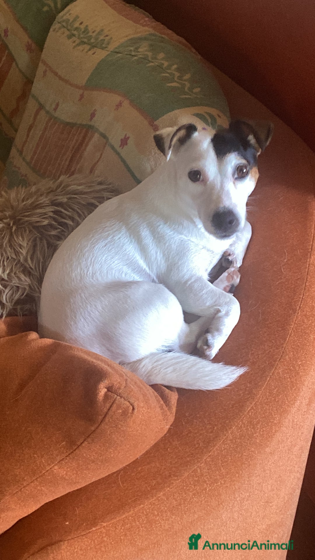 Jack Russell cani per accoppiamento: Cerchiamo fidanzato a Provincia di Biella - Immagine 1