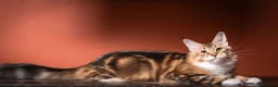 Maine Coon gatti in vendita: Mainemarie Barbera - Annuncio 2