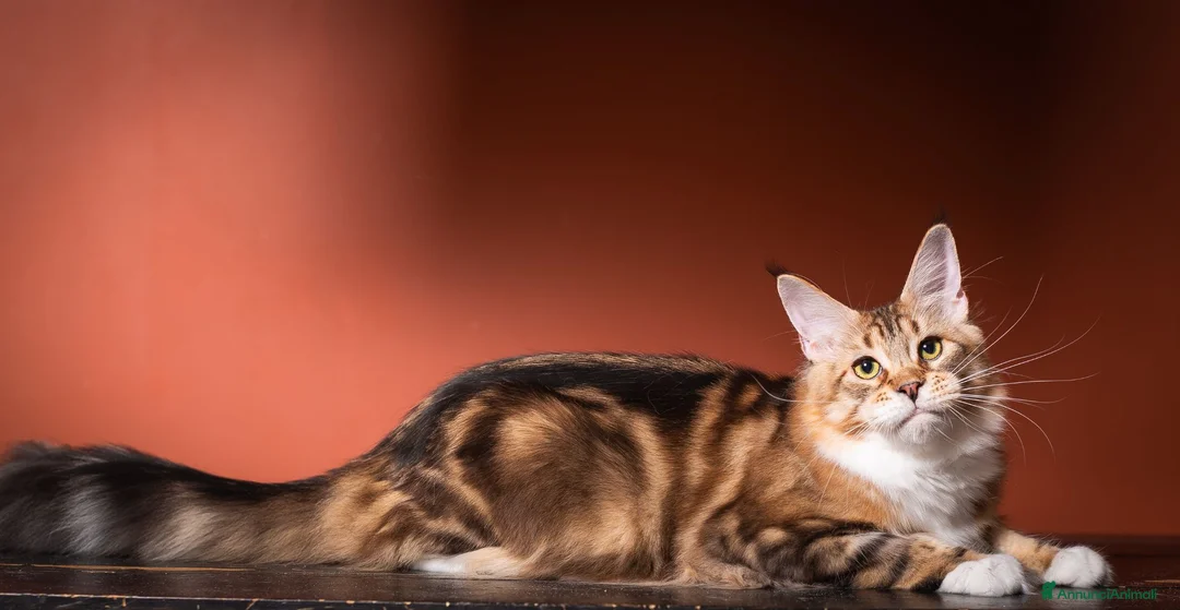 Maine Coon gatti in vendita: Mainemarie Barbera - Annuncio 2