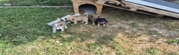 Meticcio cani in regalo: Regalo cuccioli - Annuncio 7