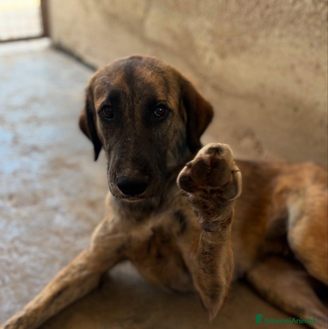 Meticcio cani in regalo: NAIKE, cucciolona dolce e coccolona! Mix KANGAL. - Annuncio 2