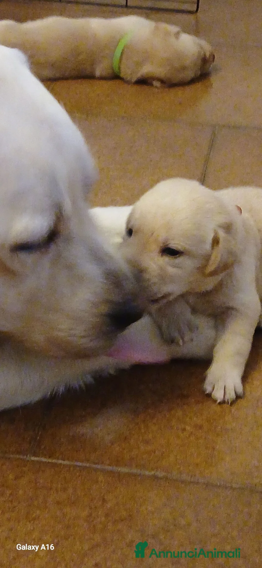 Labrador cani in vendita: Cuccioli di labrador retriever con pedigree - Annuncio 1