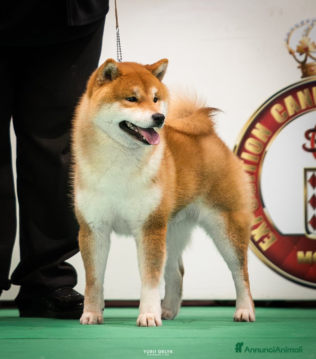 Shiba Inu cani in vendita: Shiba inu cuccioli  a Province of Pavia - Immagine 9
