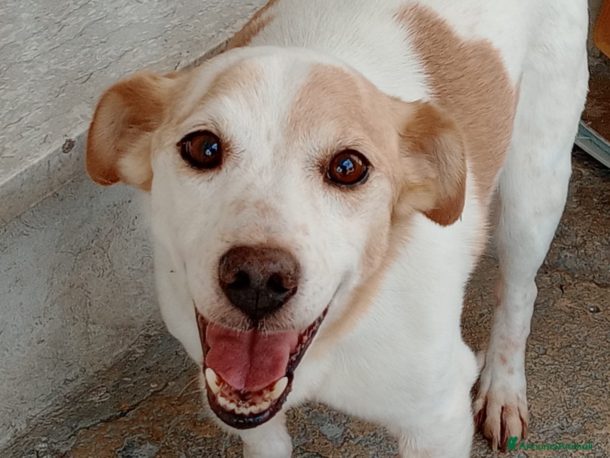 Meticcio cani in regalo: PICCINO - Annuncio 1