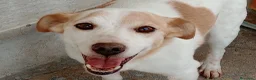 Meticcio cani in regalo: PICCINO - Annuncio 1