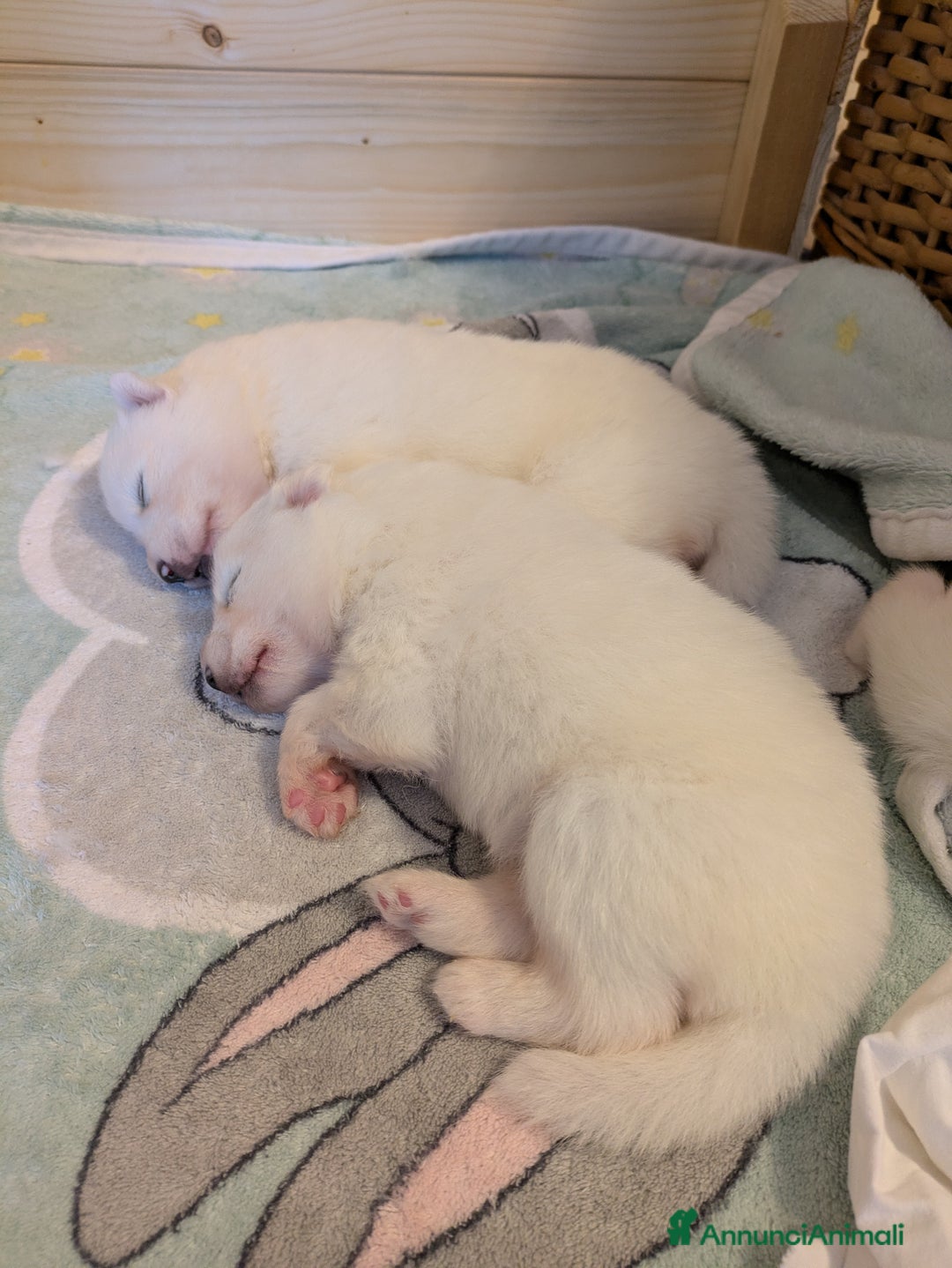 Samoiedo cani in vendita: Cuccioli di Samoiedo - Annuncio 18