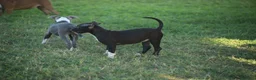 Pitbull cani in vendita: Cuccioli Pit Bull con pedigree anche a rate - Annuncio 14