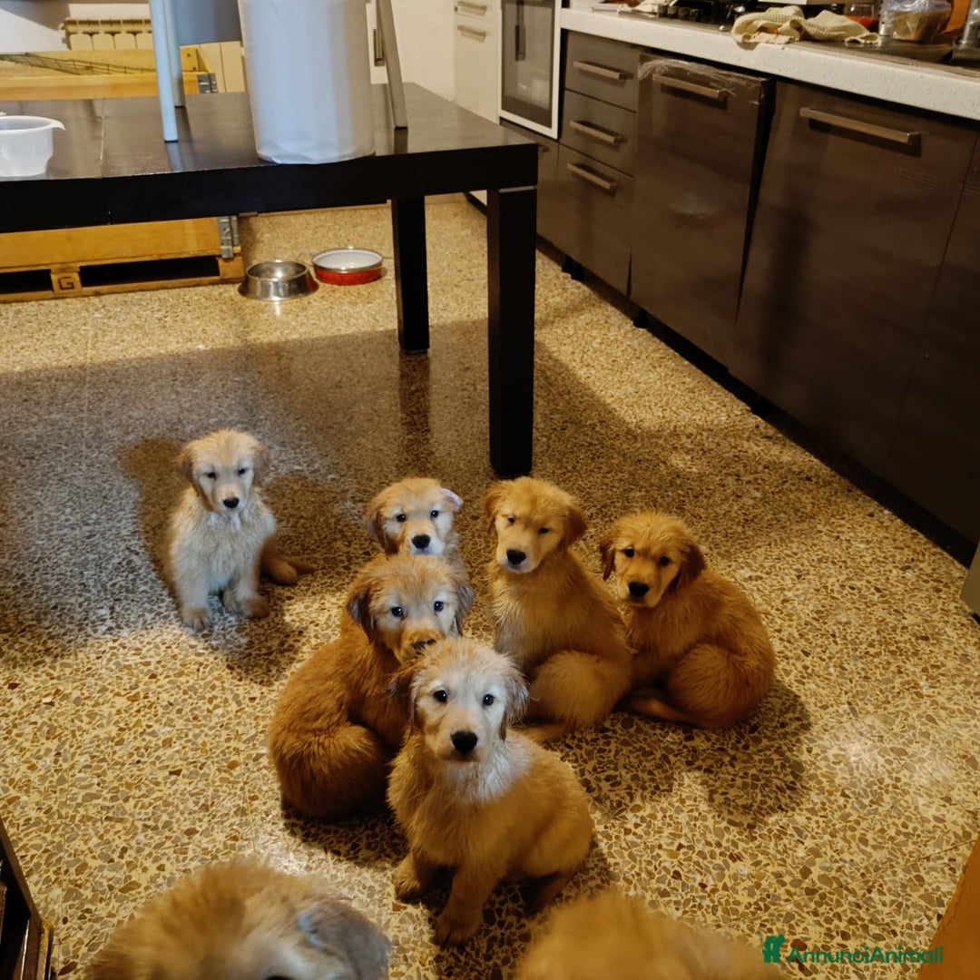 Immagine della galleria {{count}}